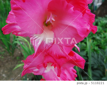 グラジオラス ピンクの花 初夏の花 球根植物の写真素材