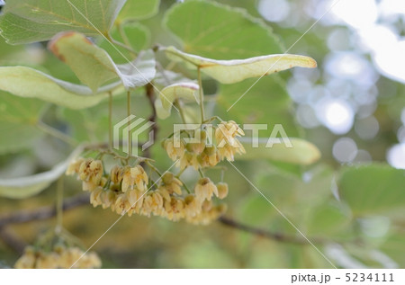 菩提樹花 照片素材 圖片 圖庫