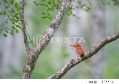 キングフィッシャー 鳥の写真素材