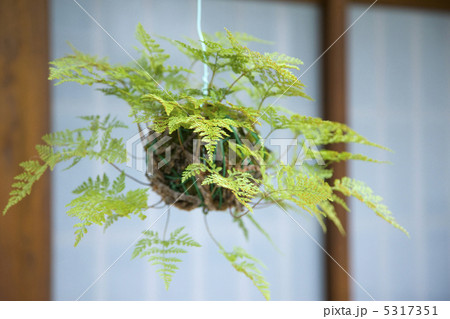 釣忍 釣り忍 植物 軒先の写真素材