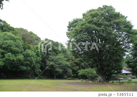 ケヤキ けやき 落葉 樹形の写真素材