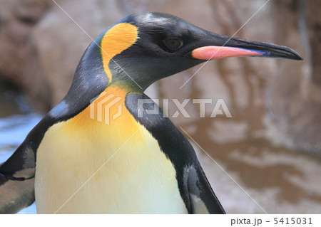 王ペンギンの写真素材