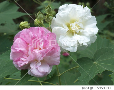 酔芙蓉　パステル画 酔芙蓉」 by TOSHIRO｜Artmeter｜暮らしを彩るアートが、きっと