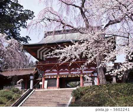 桜 神殿 塩釜神社 鹽竈神社の写真素材