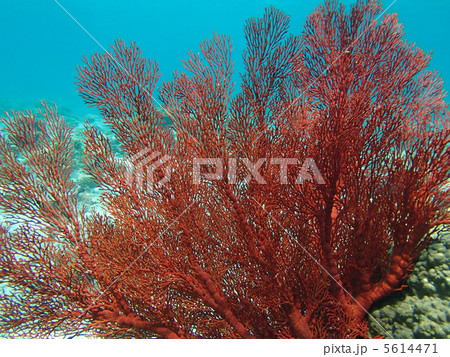 さんご サンゴ イソバナ 珊瑚の写真素材 - PIXTA