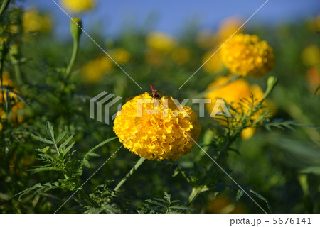 マリーゴールド アフリカントール 花 対抗植物の写真素材