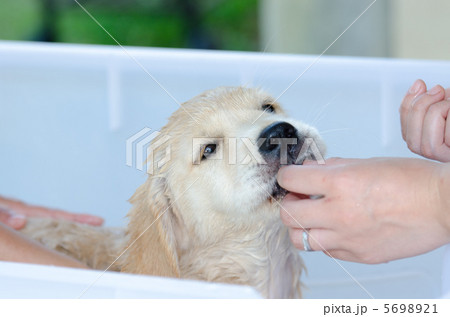 ゴールデン レトリバー クリアランス 子犬 シャンプー