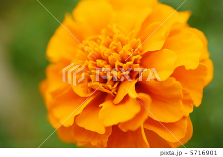 オレンジ色 マリーゴルド 花 キク科の写真素材