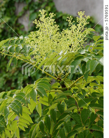 タラノキ 花 の写真素材