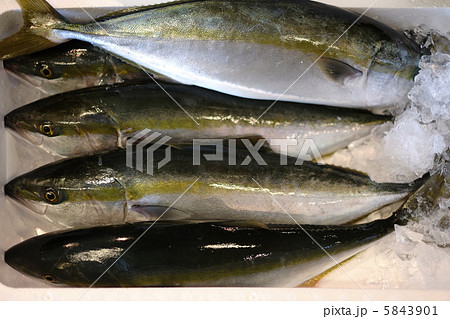 出世魚イナダ ブリの幼魚 の写真素材