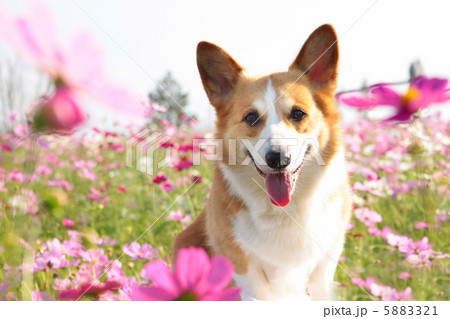 コーギー コスモス ピンク 犬の写真素材 - PIXTA
