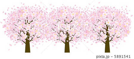 桜の木 櫻 桜並木 桜のイラスト素材