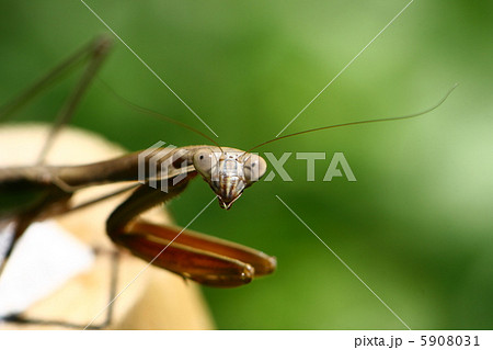 カマキリ科 カマキリ 昆虫 ベージュ色の写真素材