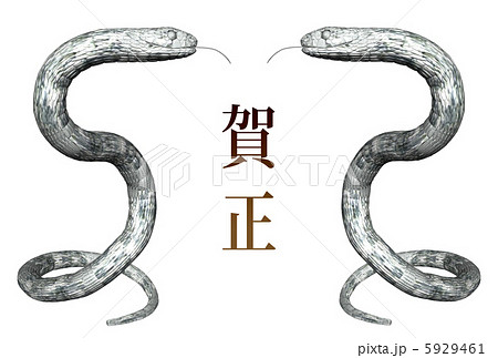 蛇 へび 舌 白蛇の写真素材