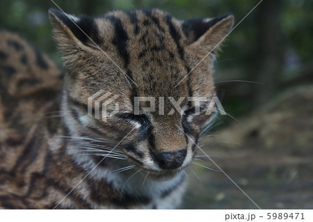 オセロット 動物 ネコ科 中南米の写真素材