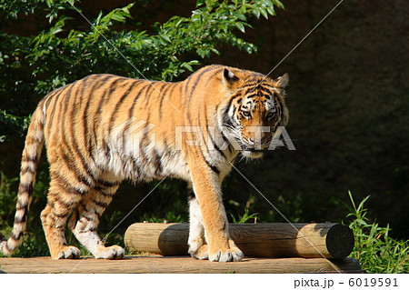 虎 トラ 強い 多摩動物園の写真素材