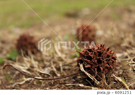 スズカケ 木の実 植物 とげとげの写真素材