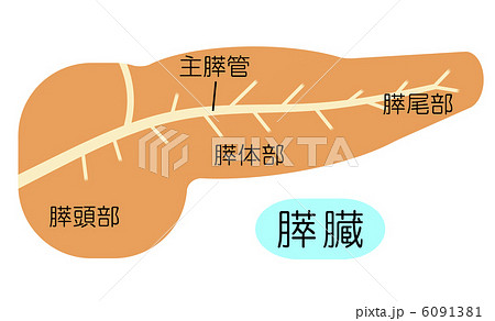 膵臓 すい臓 形成 図表のイラスト素材