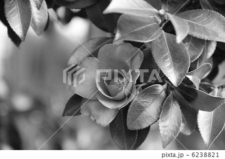 花 山茶花 植物 モノクロの写真素材