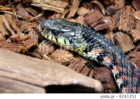 毒蛇 ヤマカガシ ヘビ 蛇の写真素材