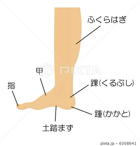 踝 脛 踵 人体 図のイラスト素材