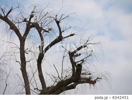 引き取り限定‼️柳　やなぎ　ヤナギの樹木 引き取り限定‼️柳 やなぎ ヤナギの樹木