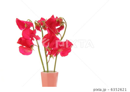 花瓶 花 スイートピー 生花の写真素材