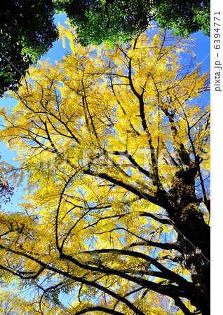 首かけイチョウの写真素材