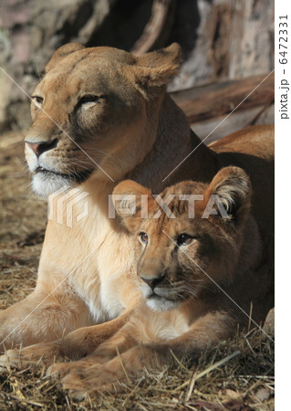 ライオン 微笑ましい お母さん 可愛いの写真素材