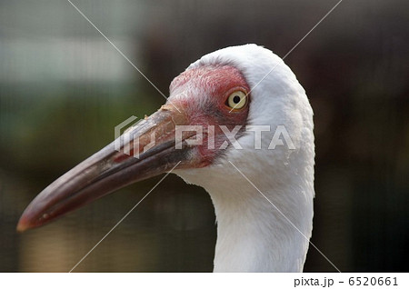 袖黒鶴の写真素材