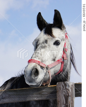 馬 サラブレッド 顔アップ 芦毛の写真素材 - PIXTA