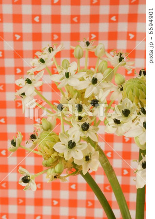 オーニソガラム サンデルシーの写真素材