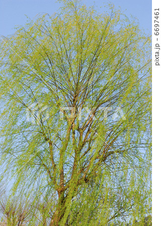 引き取り限定‼️柳　やなぎ　ヤナギの樹木 楽天市場】ヤナギ 樹木模型 50mm～60mm 5本セット 柳 やなぎ : 模型