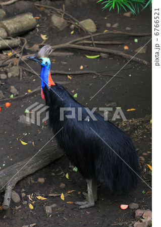 火食鳥
