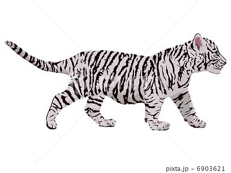 動物 トラ ホワイトタイガーのイラスト素材 Pixta