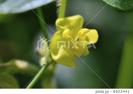 小豆の花の写真素材