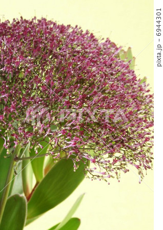 ユウギリソウ 切り花用の写真素材