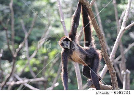 クロテナガザル テナガザル 黒い サルの写真素材