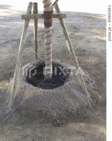 添え木の写真素材