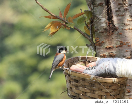 ヤマガラかごの写真素材 - PIXTA