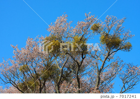 宿り木 桜 寄生 ヤドリギの写真素材