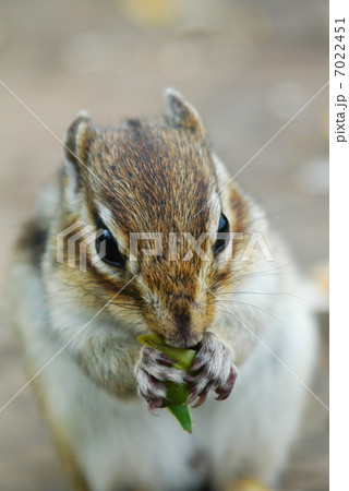 前 シマリス リス 正面の写真素材 前 シマリス リス 正面の写真素材