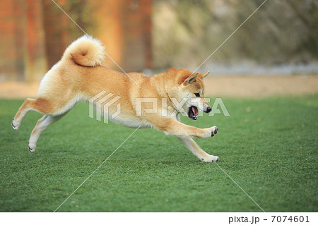 柴犬 犬 走る 疾走 全身 日本犬の写真素材