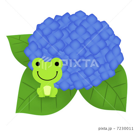 西洋紫陽花のイラスト素材 - PIXTA