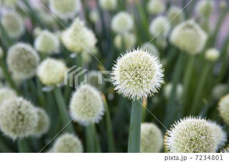 葱坊主の写真素材 - PIXTA