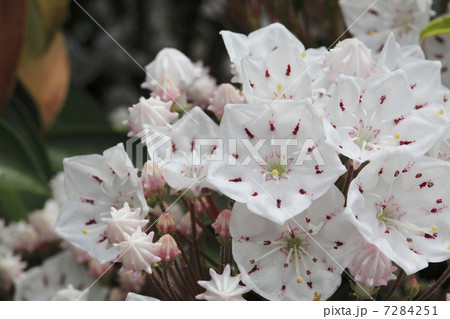 カルミア 花 カルミア属 観賞植物の写真素材