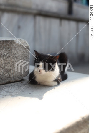 白 黒 猫 後ろ姿の写真素材 白 黒 猫 後ろ姿の写真素材