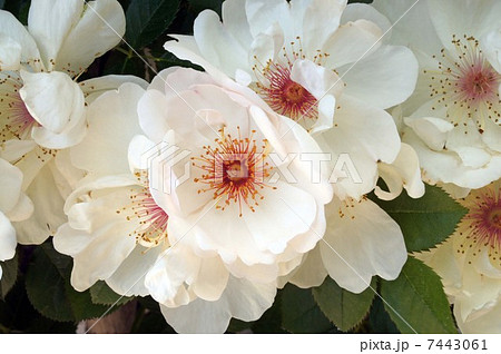 ジャクリーヌ デュプレ バラ ばら 薔薇の写真素材