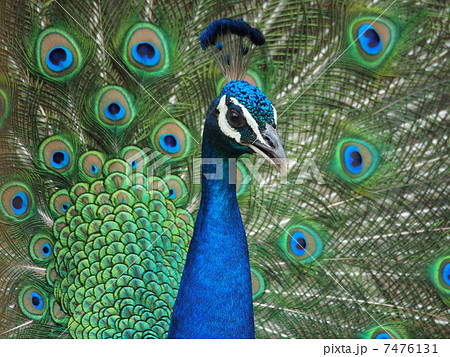 孔雀 鳥 施設 綺麗の写真素材