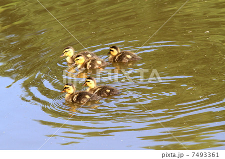 鴨 カルガモ コガモ 赤ちゃんの写真素材